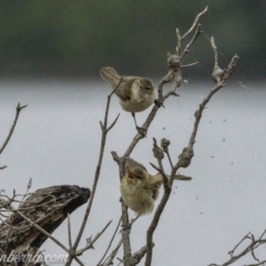 Acrocephalus australis (Australian Reed-Warbler) at Acton, ACT - 11 Jan 2020 by BIrdsinCanberra