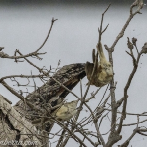 Acrocephalus australis at Acton, ACT - 12 Jan 2020