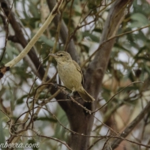 Acrocephalus australis at Acton, ACT - 12 Jan 2020