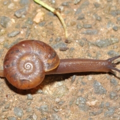Austrorhytida capillacea (Common Southern Carnivorous Snail) at ANBG - 19 Jan 2020 by TimL