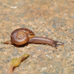 Austrorhytida capillacea at Acton, ACT - 19 Jan 2020 12:24 PM