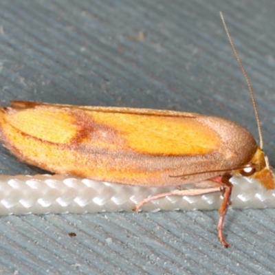 Wingia aurata (Golden Leaf Moth) at Lilli Pilli, NSW - 16 Jan 2020 by jbromilow50