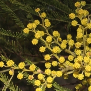 Acacia decurrens at Dunlop, ACT - 21 Aug 2019