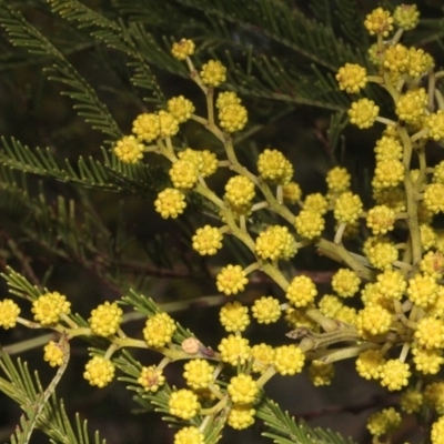 Acacia decurrens (Green Wattle) at Dunlop, ACT - 21 Aug 2019 by PeteWoodall