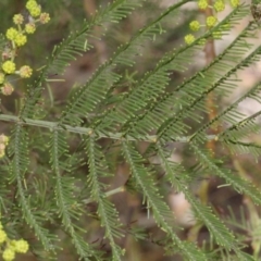 Acacia decurrens at Dunlop, ACT - 21 Aug 2019