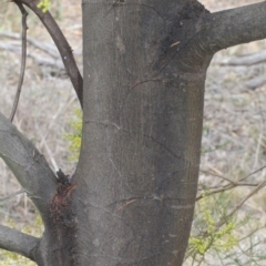 Acacia decurrens at Dunlop, ACT - 21 Aug 2019