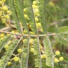 Acacia decurrens at Dunlop, ACT - 21 Aug 2019 10:59 AM