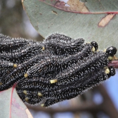 Perga dorsalis (Steel-blue sawfly, spitfire) at The Pinnacle - 21 Aug 2019 by PeteWoodall