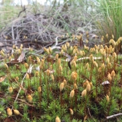 Polytrichaceae sp. (family) (A moss) at O'Connor, ACT - 5 Oct 2016 by JanetRussell