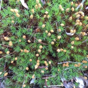 Polytrichaceae sp. (family) at O'Connor, ACT - 5 Oct 2016