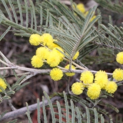 Acacia dealbata (Silver Wattle) at The Pinnacle - 21 Aug 2019 by PeteWoodall