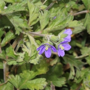 Erodium crinitum at Dunlop, ACT - 21 Aug 2019