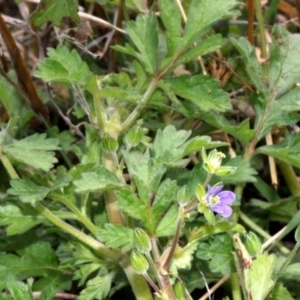 Erodium crinitum at Dunlop, ACT - 21 Aug 2019