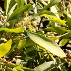 Acacia melanoxylon (Blackwood) at Dunlop, ACT - 21 Aug 2019 by PeteWoodall