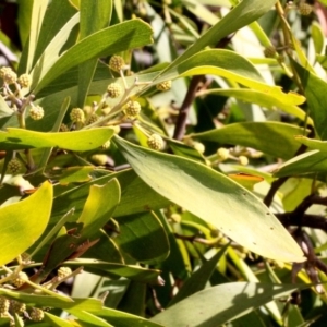 Acacia melanoxylon at Dunlop, ACT - 21 Aug 2019 11:20 AM