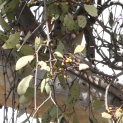 Muellerina eucalyptoides (Creeping Mistletoe) at The Pinnacle - 21 Aug 2019 by PeteWoodall