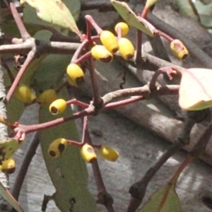 Muellerina eucalyptoides at Dunlop, ACT - 21 Aug 2019