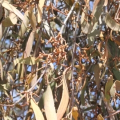 Amyema pendula subsp. pendula (Drooping Mistletoe) at Dunlop, ACT - 21 Aug 2019 by PeteWoodall