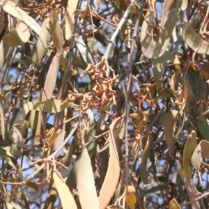 Amyema pendula subsp. pendula at Dunlop, ACT - 21 Aug 2019 11:45 AM