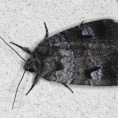 Thoracolopha flexirena (Zoned Noctuid) at Lilli Pilli, NSW - 16 Jan 2020 by jb2602