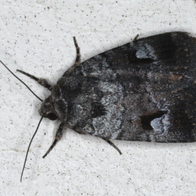 Thoracolopha flexirena (Zoned Noctuid) at Lilli Pilli, NSW - 16 Jan 2020 by jb2602