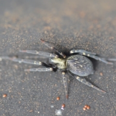 Badumna insignis (Black House Spider) at Wamboin, NSW - 1 Jan 2020 by natureguy