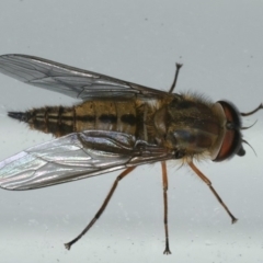 Trichophthalma sp. (genus) (Tangle-vein fly) at Lilli Pilli, NSW - 16 Jan 2020 by jbromilow50