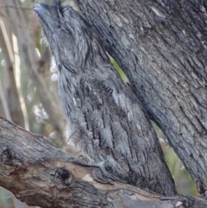 Podargus strigoides at Red Hill, ACT - 20 Jan 2020 06:33 PM