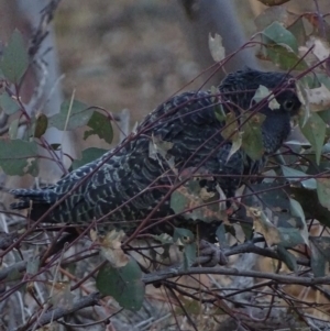 Callocephalon fimbriatum at Garran, ACT - 20 Jan 2020