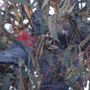 Callocephalon fimbriatum at Garran, ACT - 20 Jan 2020