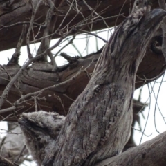 Podargus strigoides (Tawny Frogmouth) at Isaacs Ridge - 9 Jan 2020 by roymcd