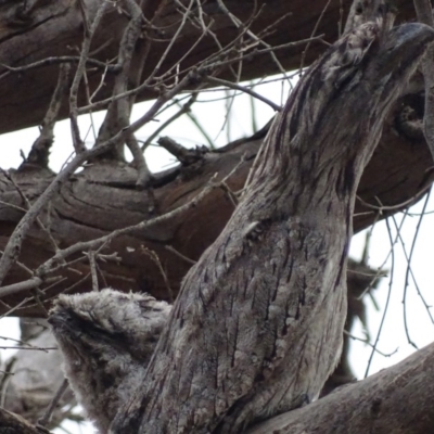 Podargus strigoides (Tawny Frogmouth) at Isaacs Ridge - 8 Jan 2020 by roymcd