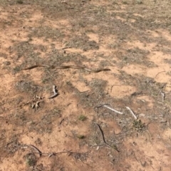 Pseudonaja textilis (Eastern Brown Snake) at Stirling Park - 31 Aug 2019 by jpittock