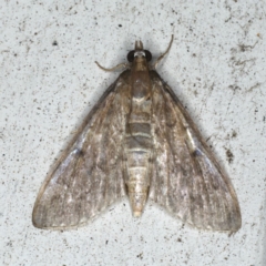 Herpetogramma licarsisalis (Sod Webworm) at Lilli Pilli, NSW - 16 Jan 2020 by jb2602