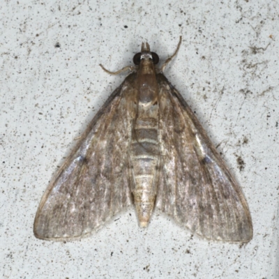 Herpetogramma licarsisalis (Sod Webworm) at Lilli Pilli, NSW - 16 Jan 2020 by jb2602