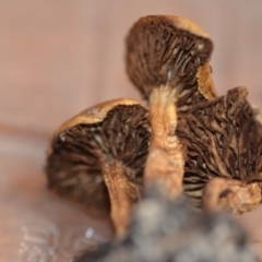 Unidentified Fungus at Wamboin, NSW - 1 Jan 2020 by natureguy