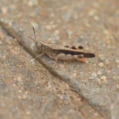 Austroicetes pusilla (Grasshopper, Locust) at Wamboin, NSW - 1 Jan 2020 by natureguy