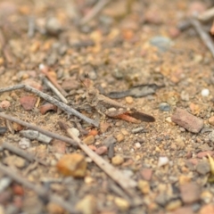 Austroicetes sp. (genus) at Wamboin, NSW - 1 Jan 2020