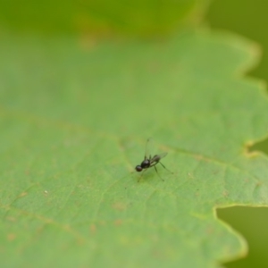 Sepsidae (family) at Wamboin, NSW - 1 Jan 2020