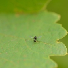 Sepsidae (family) at Wamboin, NSW - 1 Jan 2020