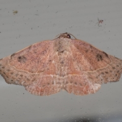 Sophta concavata (Varied Hookwing) at Lilli Pilli, NSW - 16 Jan 2020 by jbromilow50