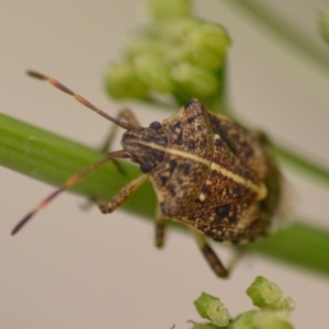 Oncocoris geniculatus at Wamboin, NSW - 1 Jan 2020