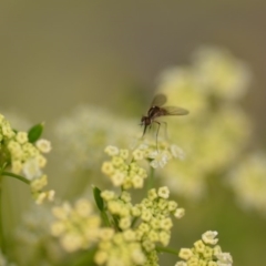 Geron sp. (genus) (Slender Bee Fly) at Wamboin, NSW - 1 Jan 2020 by natureguy