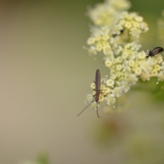 Syllitus microps (Longicorn or Longhorn beetle) at Wamboin, NSW - 1 Jan 2020 by natureguy