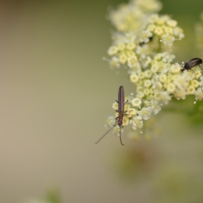 Syllitus microps (Longicorn or Longhorn beetle) at Wamboin, NSW - 1 Jan 2020 by natureguy