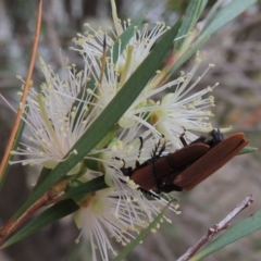 Porrostoma sp. (genus) (Lycid, Net-winged beetle) at Tennent, ACT - 15 Dec 2019 by MichaelBedingfield