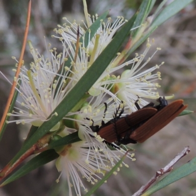 Porrostoma sp. (genus) (Lycid, Net-winged beetle) at Tennent, ACT - 15 Dec 2019 by michaelb