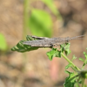 Coryphistes ruricola at Wamboin, NSW - 2 Jan 2020