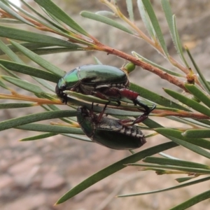 Repsimus manicatus montanus at Tennent, ACT - 15 Dec 2019 06:43 PM