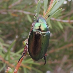 Repsimus manicatus montanus at Tennent, ACT - 15 Dec 2019